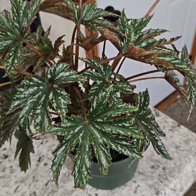 Photo of the plant species Begonia 'Gryphon' by @SoigneStomatium named Kobe on Greg, the plant care app