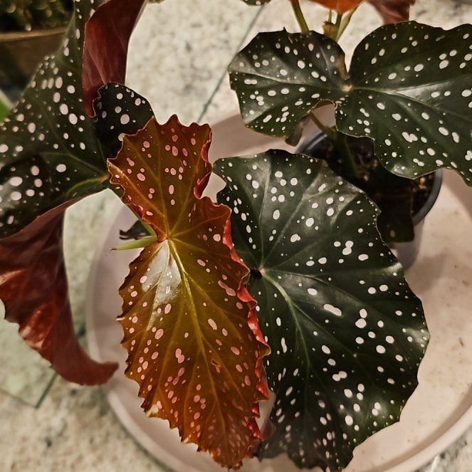 Photo of the plant species Begonia Cracklin Rosie by @SoigneStomatium named Harry on Greg, the plant care app