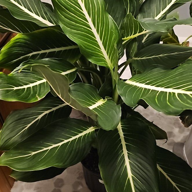 Photo of the plant species Sterling Dieffenbachia by @SoigneStomatium named Apollo on Greg, the plant care app