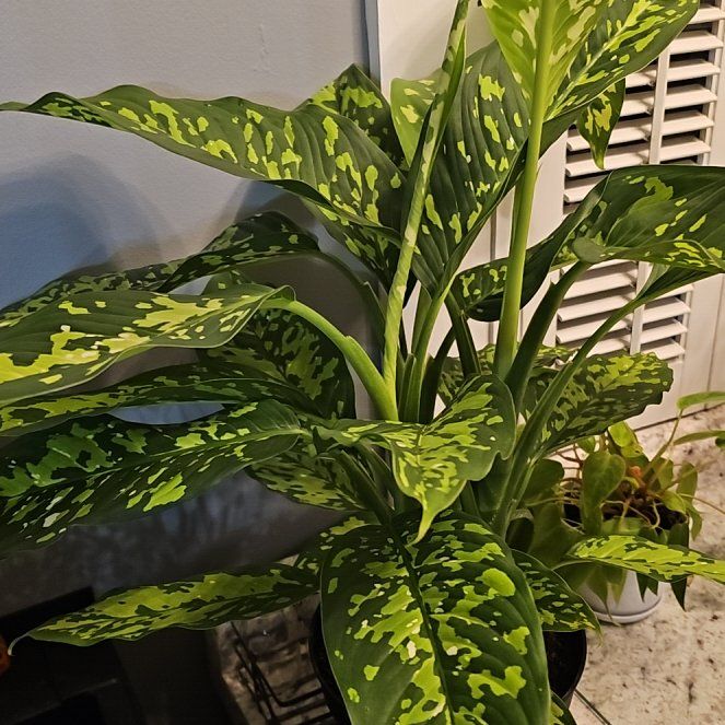 Photo of the plant species Camouflage by @SoigneStomatium named Sir Plancelot on Greg, the plant care app