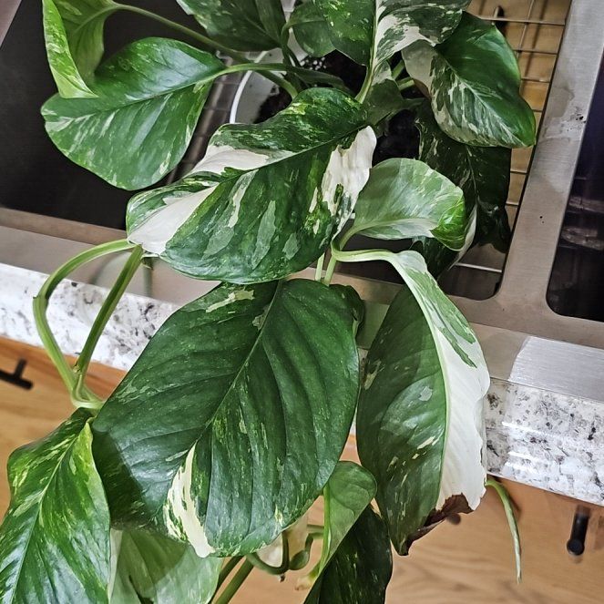 Photo of the plant species Monstera lechleriana 'Variegata' by @SoigneStomatium named Curie on Greg, the plant care app