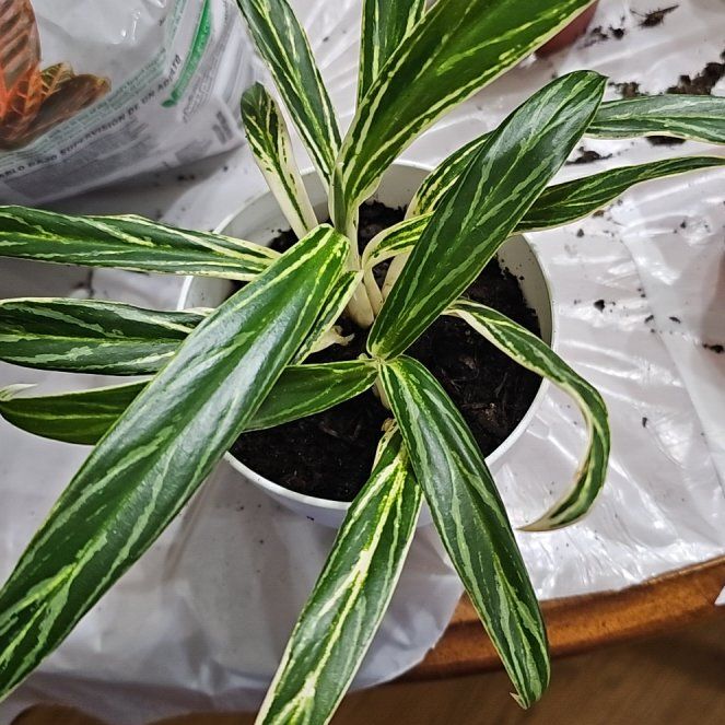 Photo of the plant species Aglaonema 'Cutlass' by @SoigneStomatium named Naomi on Greg, the plant care app