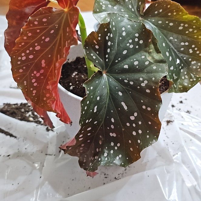 Photo of the plant species Begonia Cracklin Rosie by @SoigneStomatium named McKinley on Greg, the plant care app