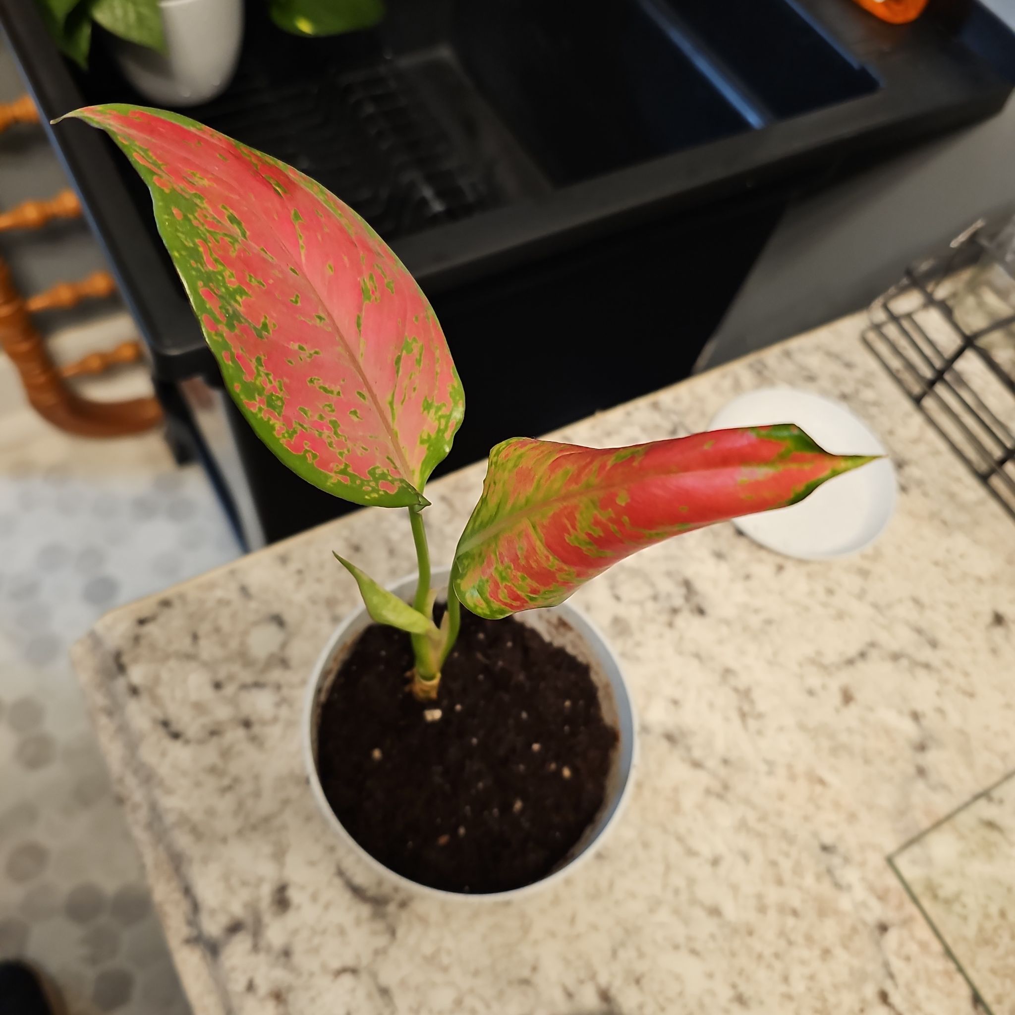 Photo of the plant species Aglaonema 'China Red' by @SoigneStomatium named Sol on Greg, the plant care app