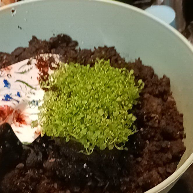 Photo of the plant species Mini Mint Corsican Mint by @RealCowpea12 named Mindy on Greg, the plant care app