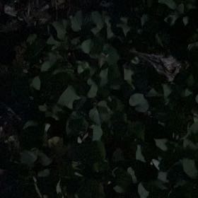 Photo of the plant species Striped Maple by @SaluteHindurope named Queen on Greg, the plant care app