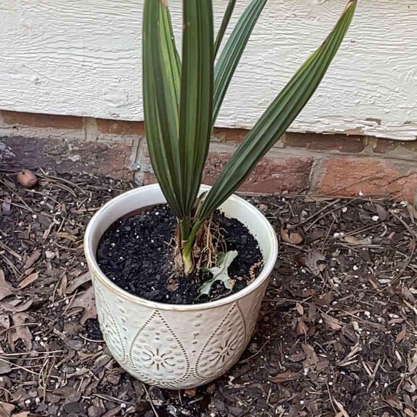 Photo of the plant species Sabal palms by @PiousIndianhemp named Cleopatra on Greg, the plant care app