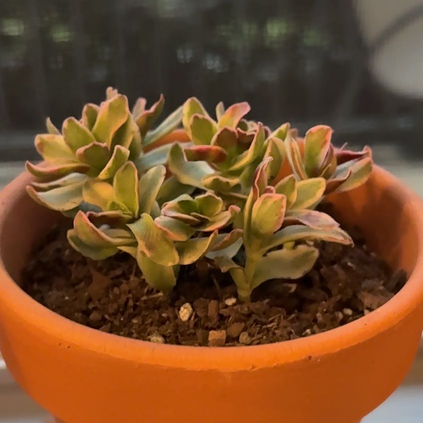 Photo of the plant species Crassula capitella subsp. capitella by @KookyTipa16 named Sandy on Greg, the plant care app