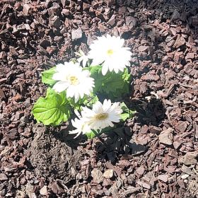 Photo of the plant species Daisy by @Tatertottaylor named Stella on Greg, the plant care app