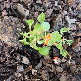 Photo of the plant species Red Chickweed by @Tatertottaylor named Duke on Greg, the plant care app