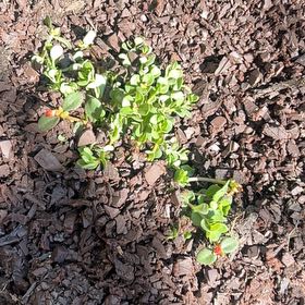 Photo of the plant species Red Chickweed by @Tatertottaylor named Gates on Greg, the plant care app
