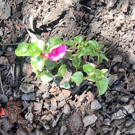 Photo of the plant species Wishbone Flower by @Tatertottaylor named Ronaldo on Greg, the plant care app