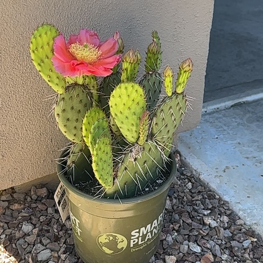 Photo of the plant species Opuntia utahensis 'Party Favor' by @PeppyWoreya85 named Osmo on Greg, the plant care app