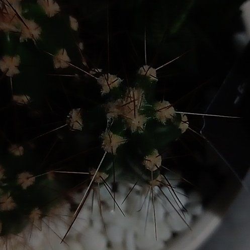 Photo of the plant species Deerhorn Cholla by @ConcreteLlavea named Muhammad Ali on Greg, the plant care app