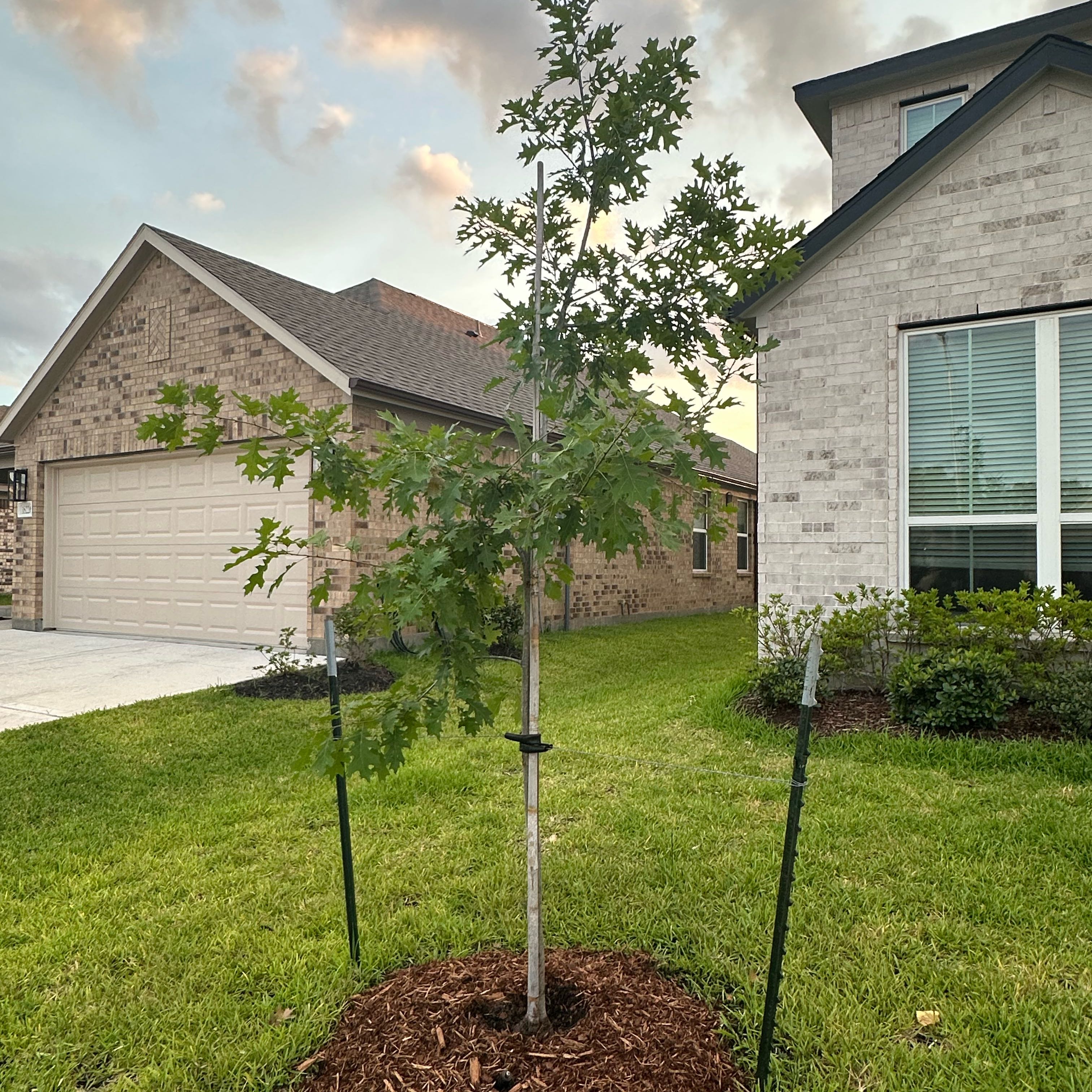 Photo of the plant species Schneck Oak by @MerryApple50 named Shumard on Greg, the plant care app