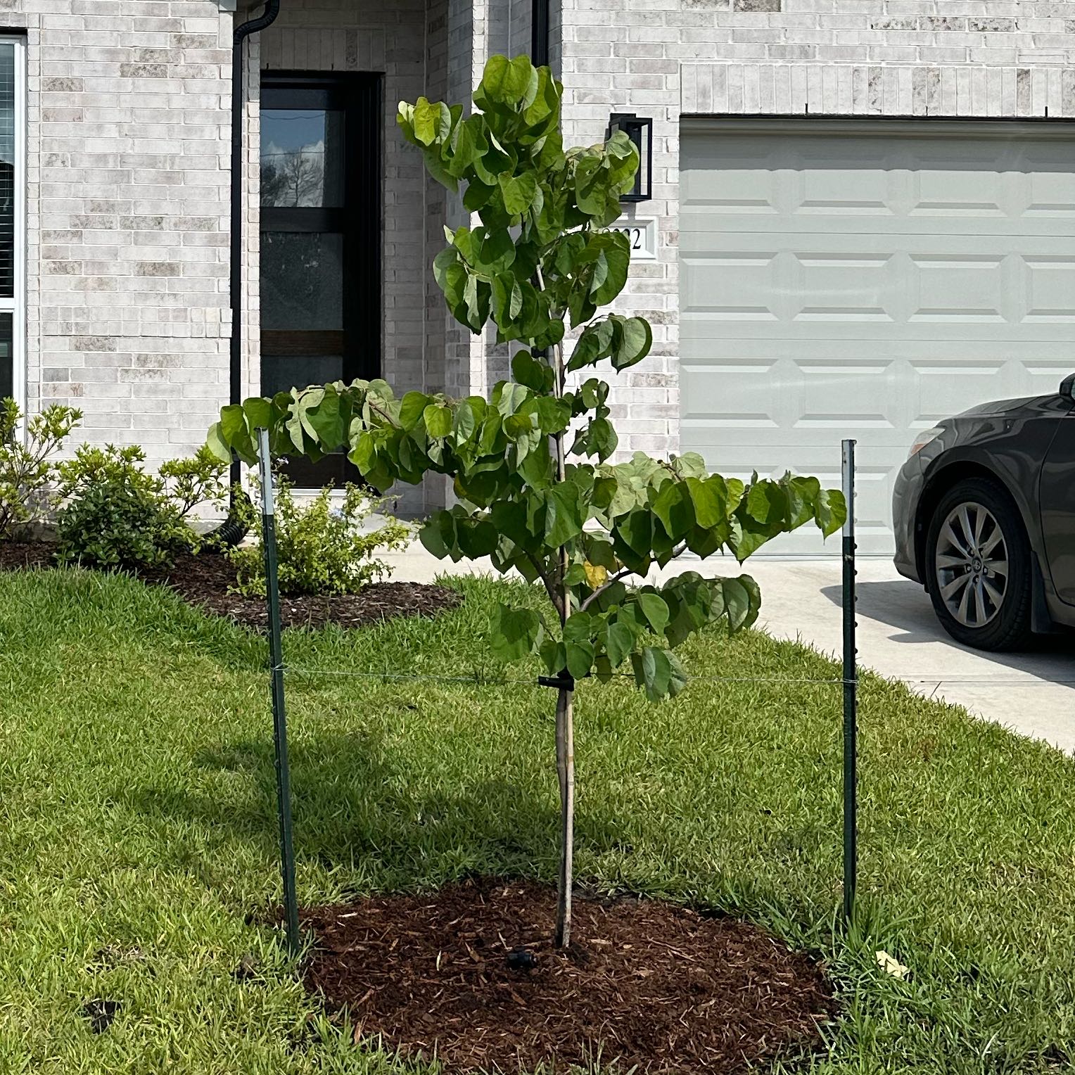 Photo of the plant species Rising Sun Redbud by @MerryApple50 named LiloStitch on Greg, the plant care app