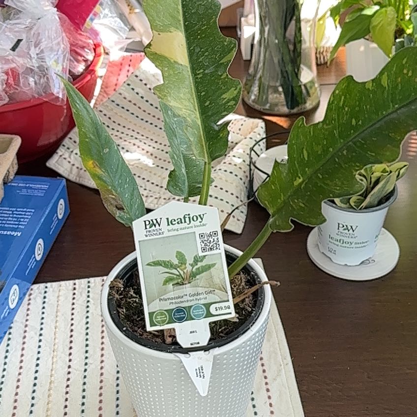 Photo of the plant species Prismacolor Golden Girl Philodendron by @UrbaneKawaka51 named Blanche on Greg, the plant care app