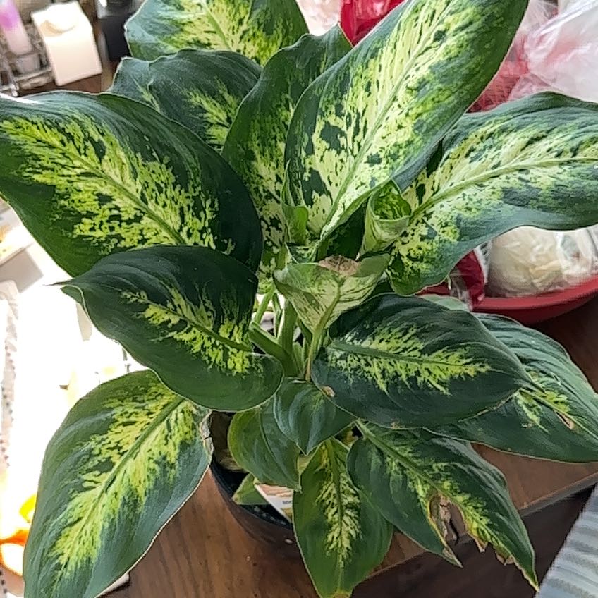 Photo of the plant species Dumbcane 'Delilah' by @UrbaneKawaka51 named Delilah on Greg, the plant care app