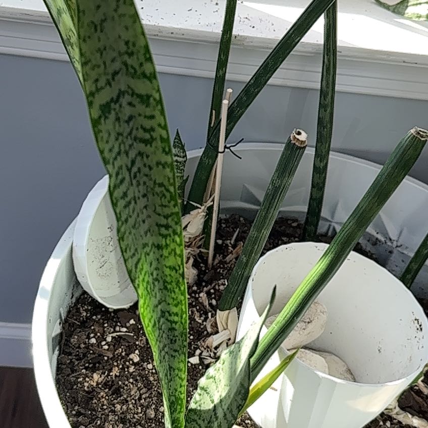 Photo of the plant species Sansevieria zeylanica by @UrbaneKawaka51 named Forrest on Greg, the plant care app