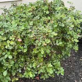 Photo of the plant species Oso Easy Rose by @HipMayten17 named Aria on Greg, the plant care app