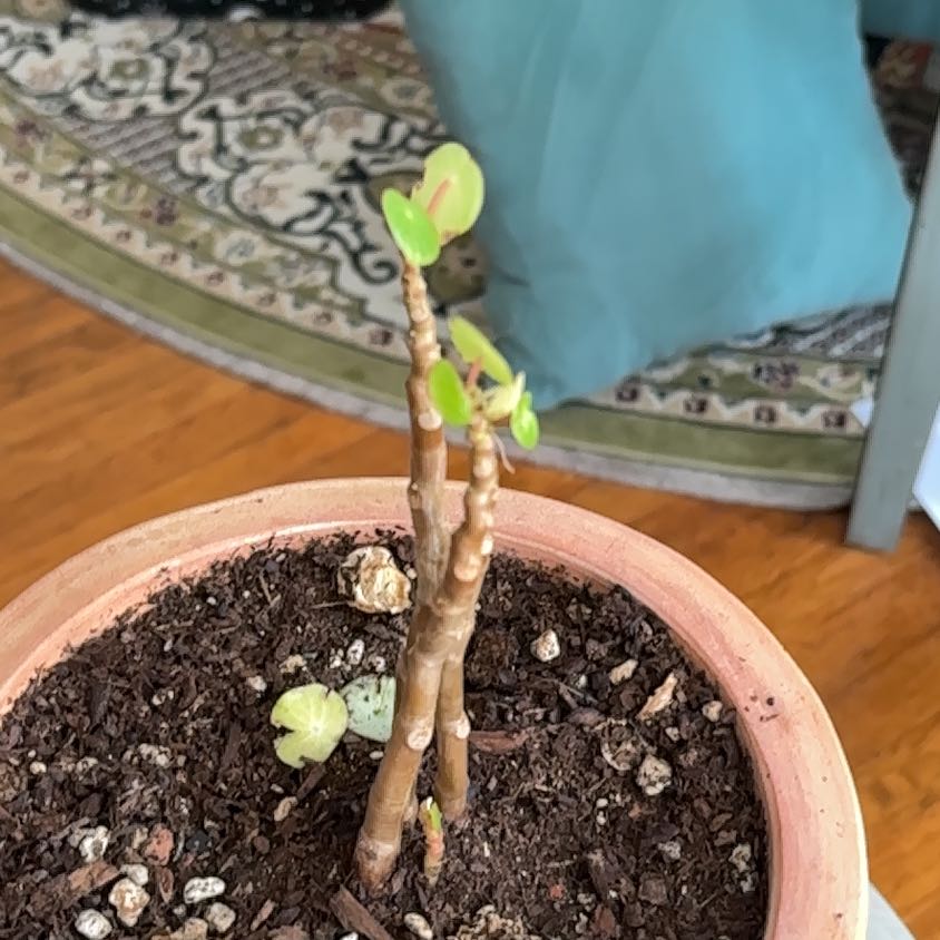 Photo of the plant species Peperomia 'Owl Eye' by @CompleteRedlog named Sherlock on Greg, the plant care app