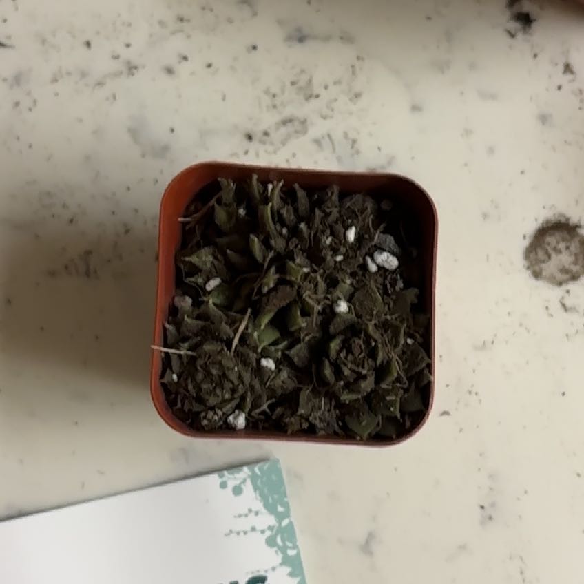 Photo of the plant species Living-Rock by @GrowingRadish47 named Huckleberry Fern on Greg, the plant care app