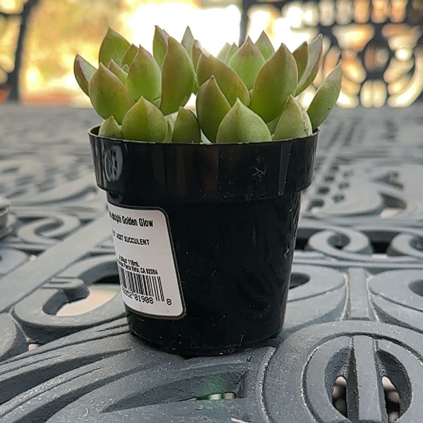 Photo of the plant species Sedum adolphi 'Lime Gold' by @RobustFrithia3 named Jeremy on Greg, the plant care app