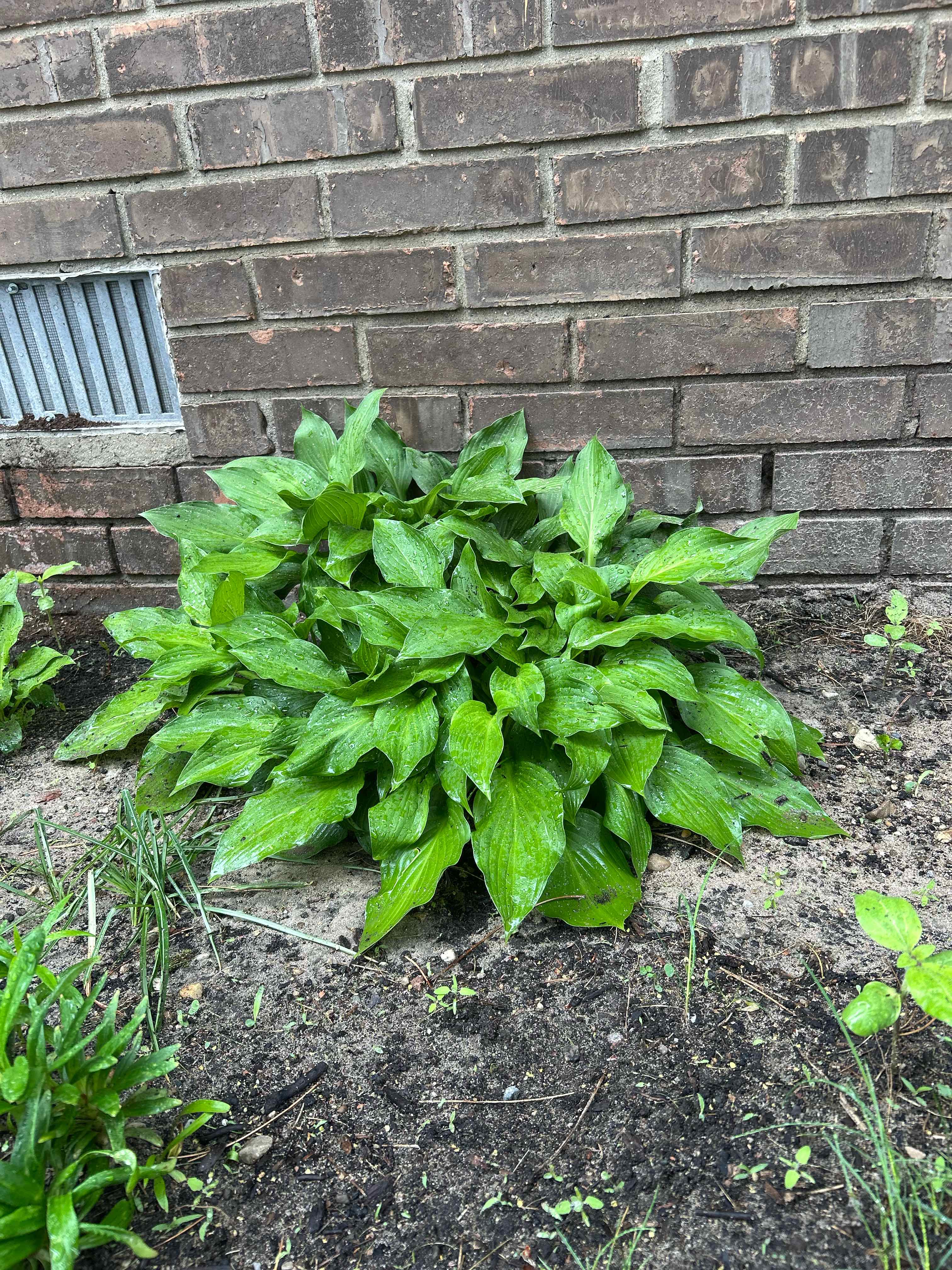Photo of the plant species White False Hellebore by @CatNipZone6 named Naomi on Greg, the plant care app