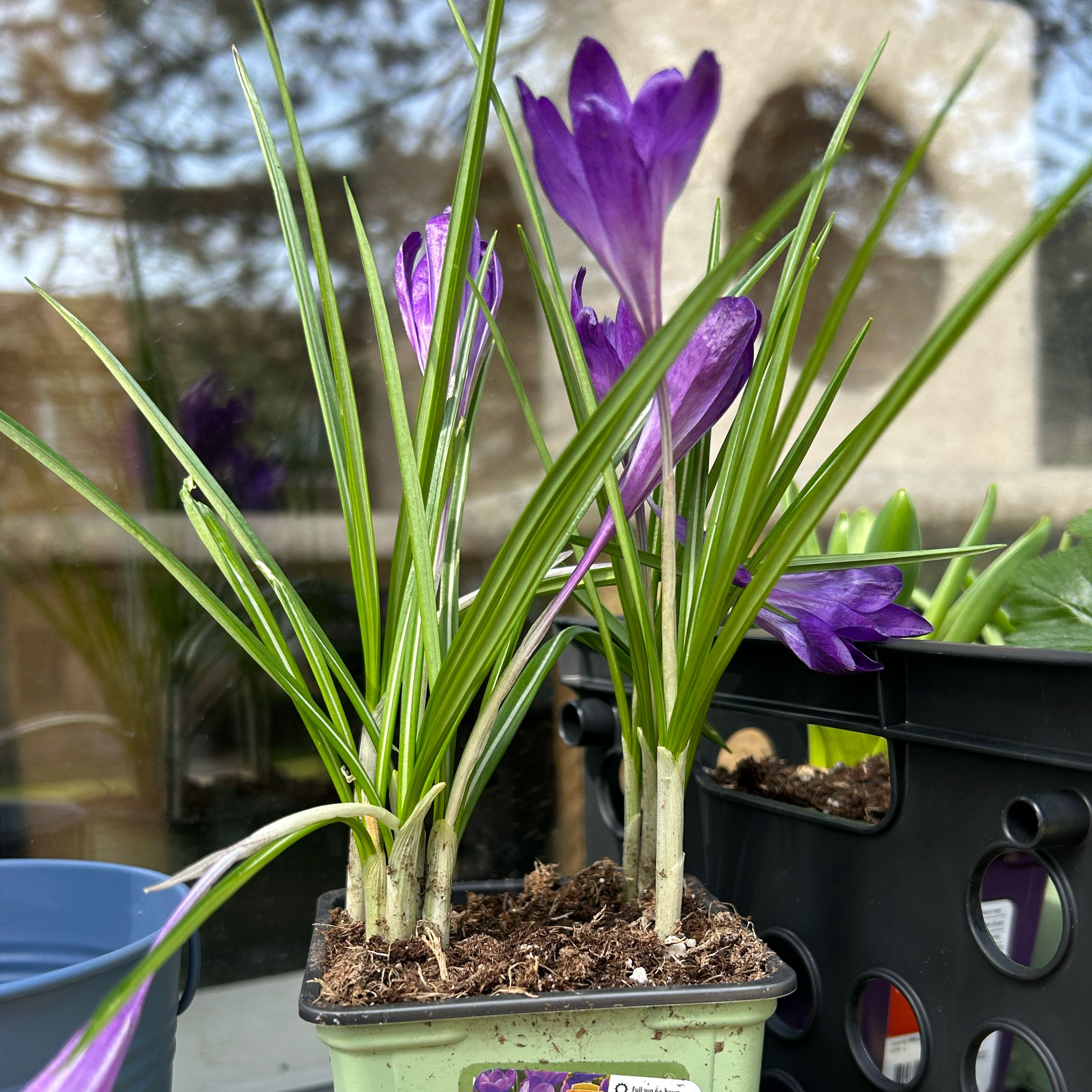 Photo of the plant species Spring Crocus by @CatNipZone6 named Elle on Greg, the plant care app