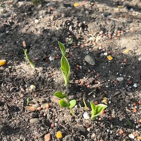 Photo of the plant species Hosta by @CatNipZone6 named Hollywood on Greg, the plant care app