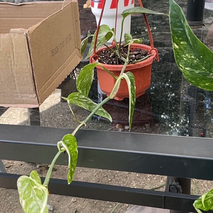 Photo of the plant species Pothos 'Albo' by @DeanOyamelfir92 named Drake on Greg, the plant care app
