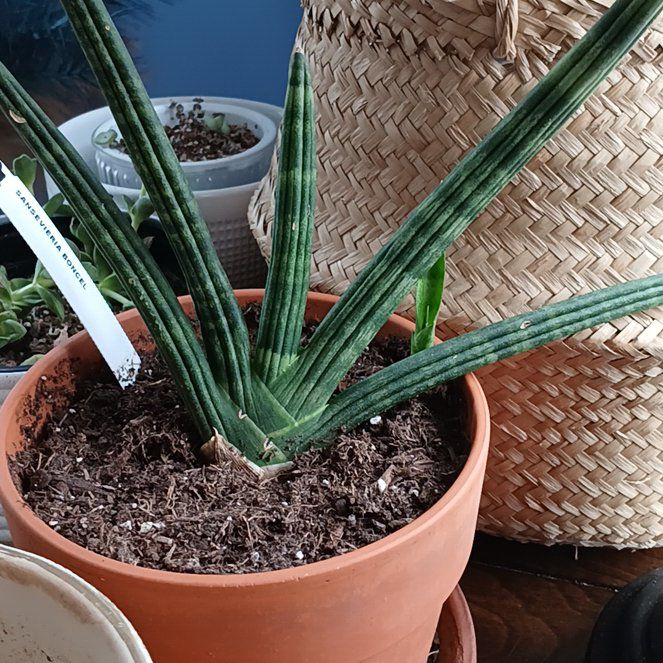 Photo of the plant species Variegated Starfish Snakeplant by @TopBaibua2 named Robert Plant on Greg, the plant care app