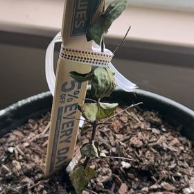 Photo of the plant species Florist Silver Dollar by @SapientAjwain1 named Sonora on Greg, the plant care app