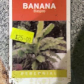 Photo of the plant species Banana Tree by @SapientAjwain1 named Dax on Greg, the plant care app