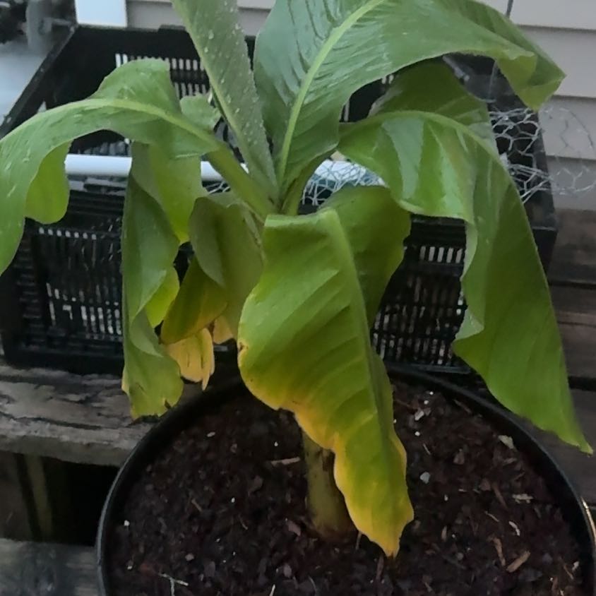 Photo of the plant species Banana Tree by @SapientAjwain1 named Eva on Greg, the plant care app