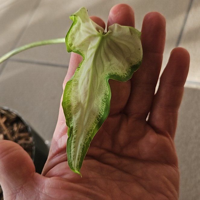 Photo of the plant species Caladium 'Icicle' by @SwellDamsii named Nithin on Greg, the plant care app