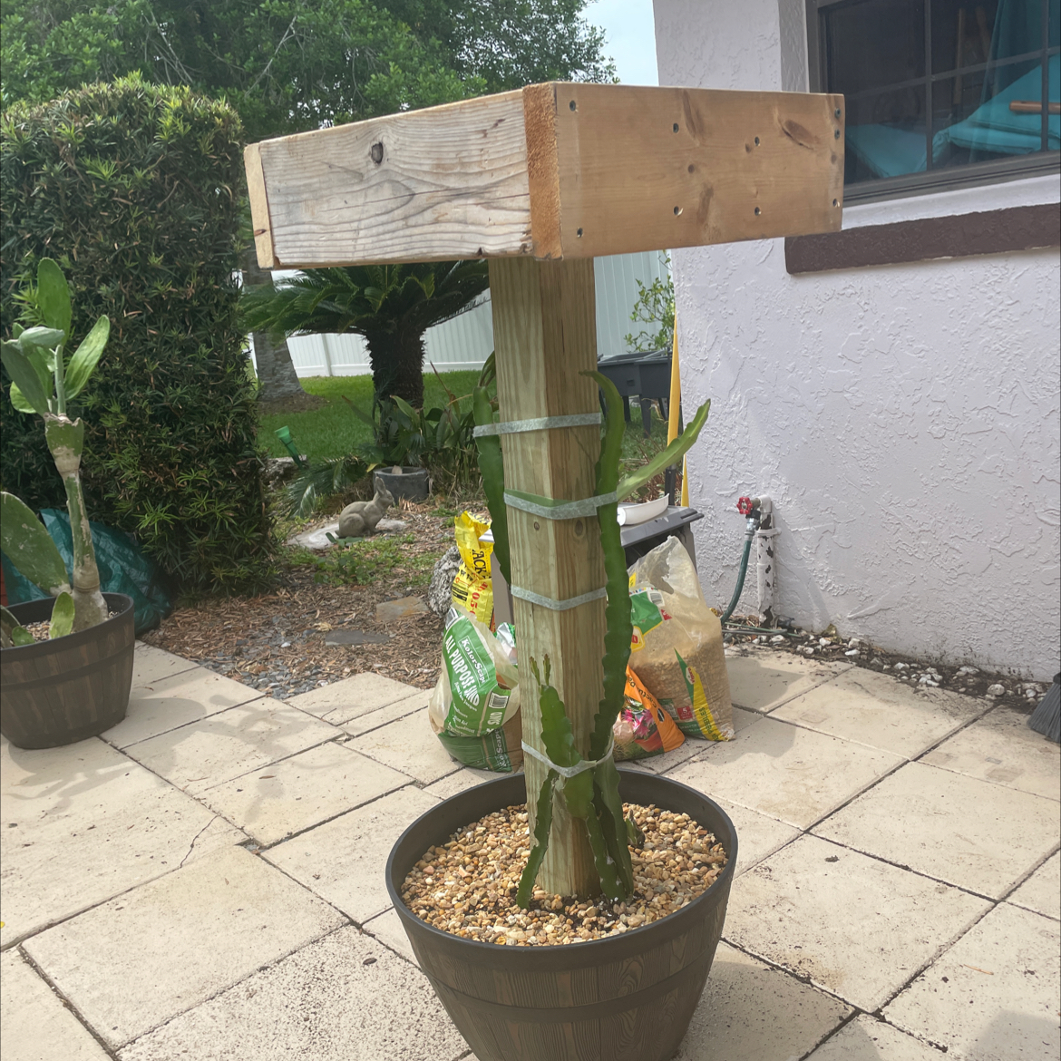 Photo of the plant species Red Dragon Fruit by @WeightyLovage40 named Homer on Greg, the plant care app
