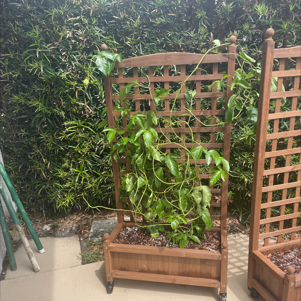 Photo of the plant species Purple Passion Fruit Vine by @WeightyLovage40 named Foxxy on Greg, the plant care app