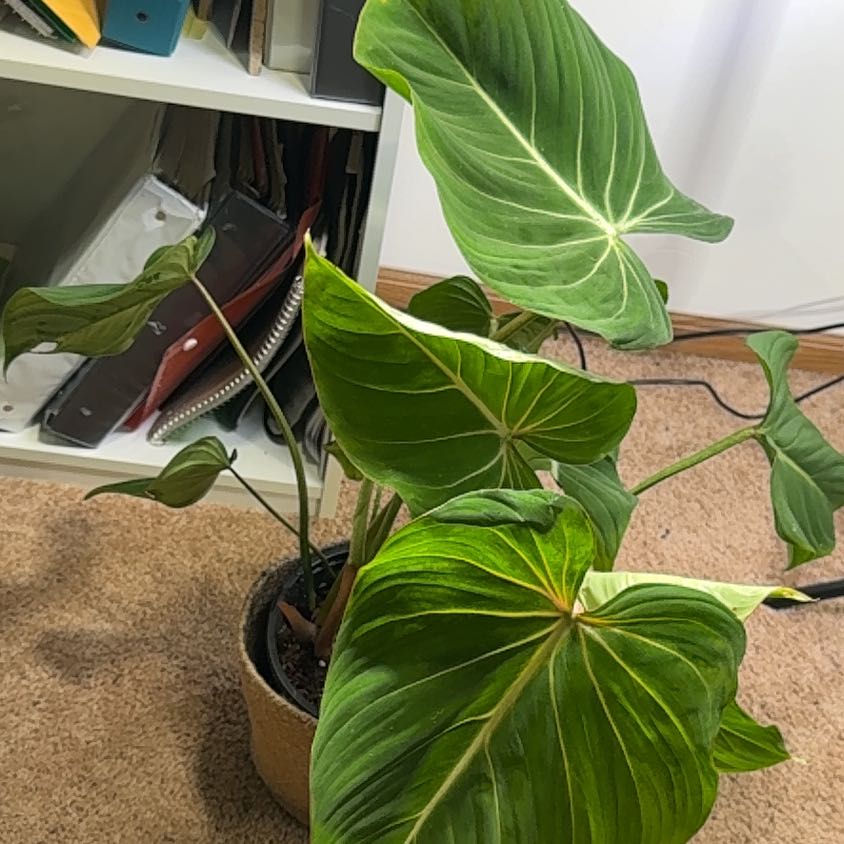 Photo of the plant species Philodendron Gloriosum Zebra by @DivineFilbert35 named Glory on Greg, the plant care app