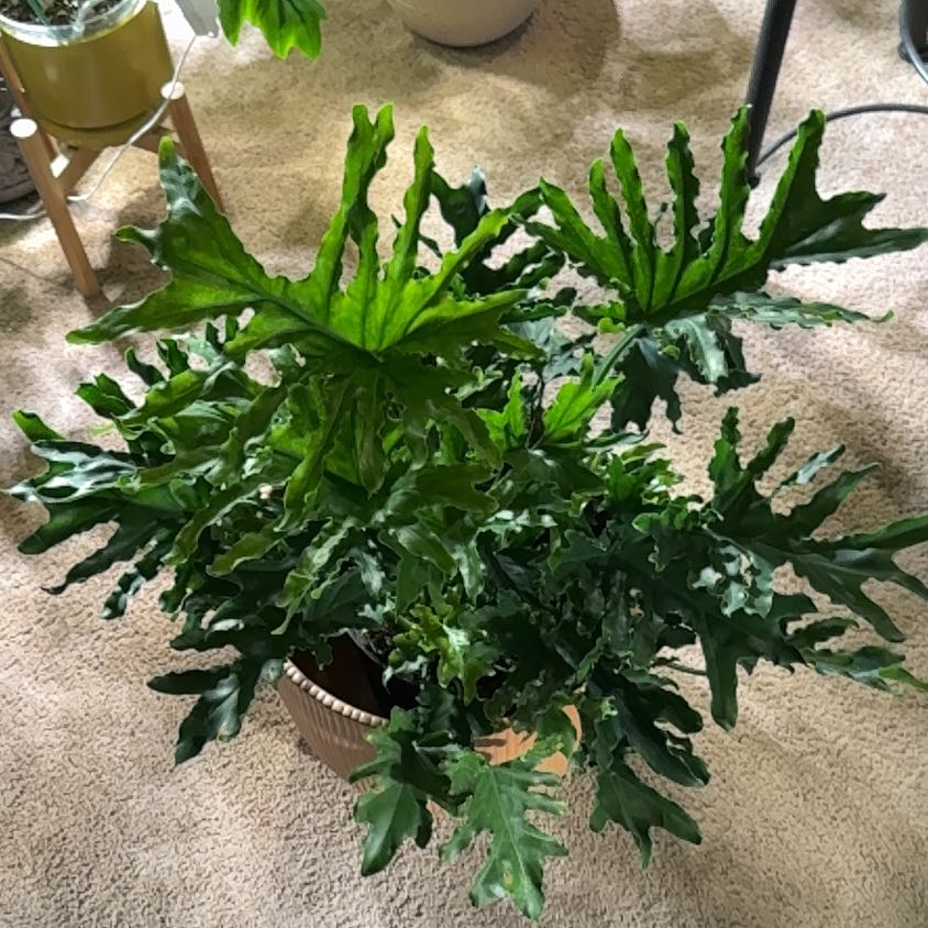 Photo of the plant species Hope Plant by @DivineFilbert35 named Letty (Lettuce) on Greg, the plant care app