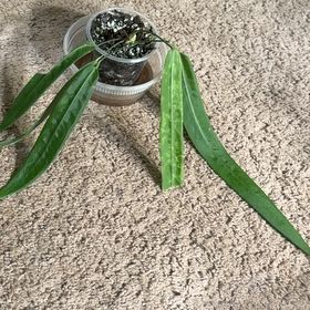 Photo of the plant species Palidiforum by @DivineFilbert35 named Lavender on Greg, the plant care app