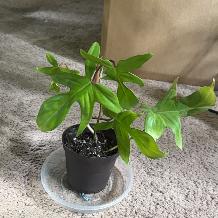 Photo of the plant species Florida Green Philodendron by @DivineFilbert35 named Cleopatra on Greg, the plant care app