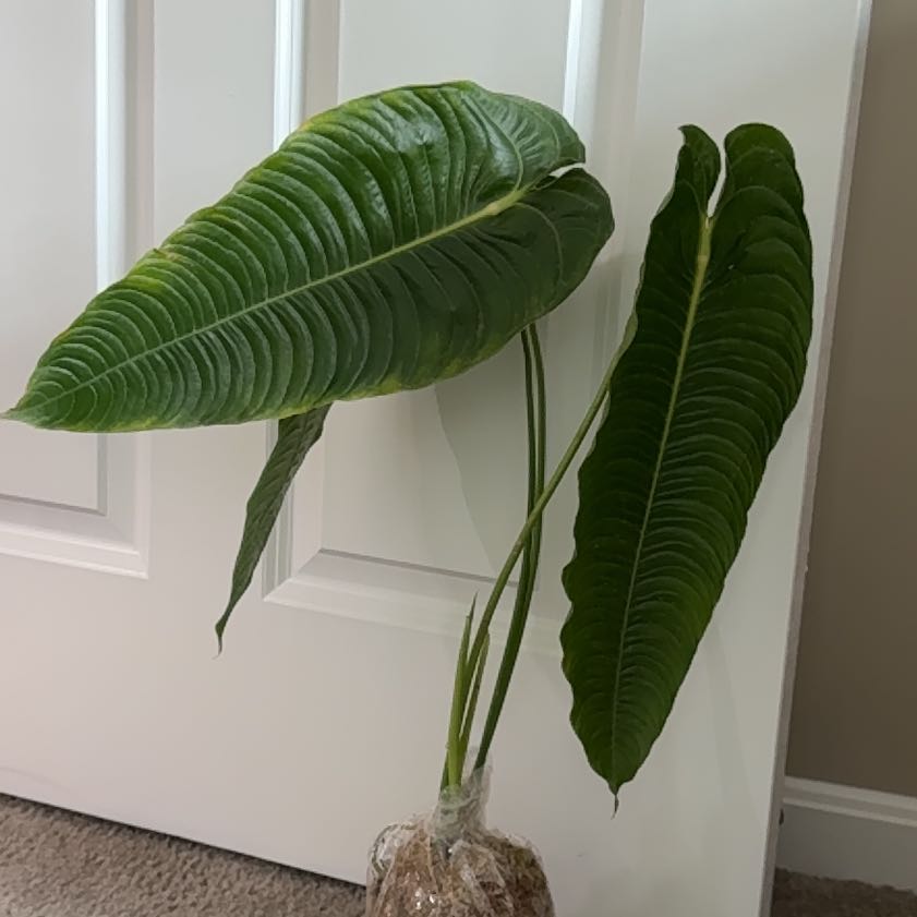 Photo of the plant species Anthurium Veitchii by @DivineFilbert35 named Venti on Greg, the plant care app