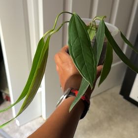 Photo of the plant species MacPherson's Anthurium by @DivineFilbert35 named Planty on Greg, the plant care app