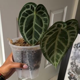 Photo of the plant species Anthurium by @DivineFilbert35 named Blushing Bride on Greg, the plant care app