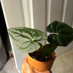 Photo of the plant species Anthurium Papillilaminum × Luxurians Ximeportilla by @DivineFilbert35 named Lacey on Greg, the plant care app