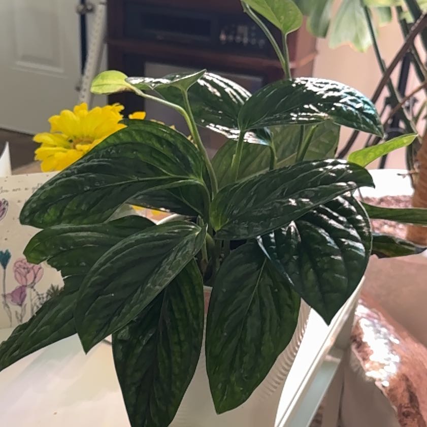 Photo of the plant species Monstera Peru by @DivineFilbert35 named da Vinci on Greg, the plant care app