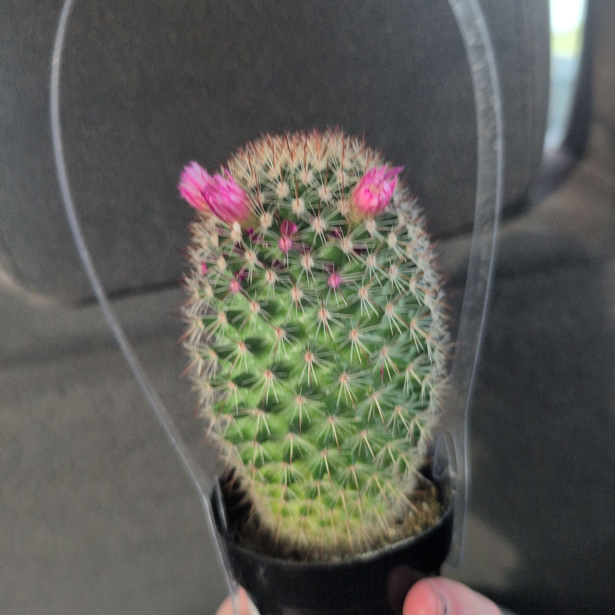 Photo of the plant species Red-Headed Irishman by @WinSalal96 named Joey on Greg, the plant care app