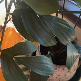 Photo of the plant species Dragon Tail by @PetiteFernmoss named Hemingway on Greg, the plant care app