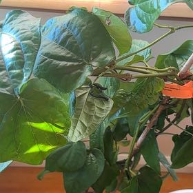 Photo of the plant species Wild Betel Leaf by @PetiteFernmoss named Remington on Greg, the plant care app